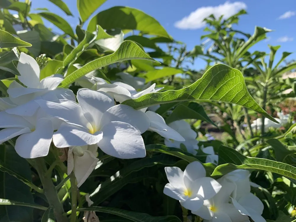 Trusted landscape installation in Kapolei, HI - Kapolei Greenz