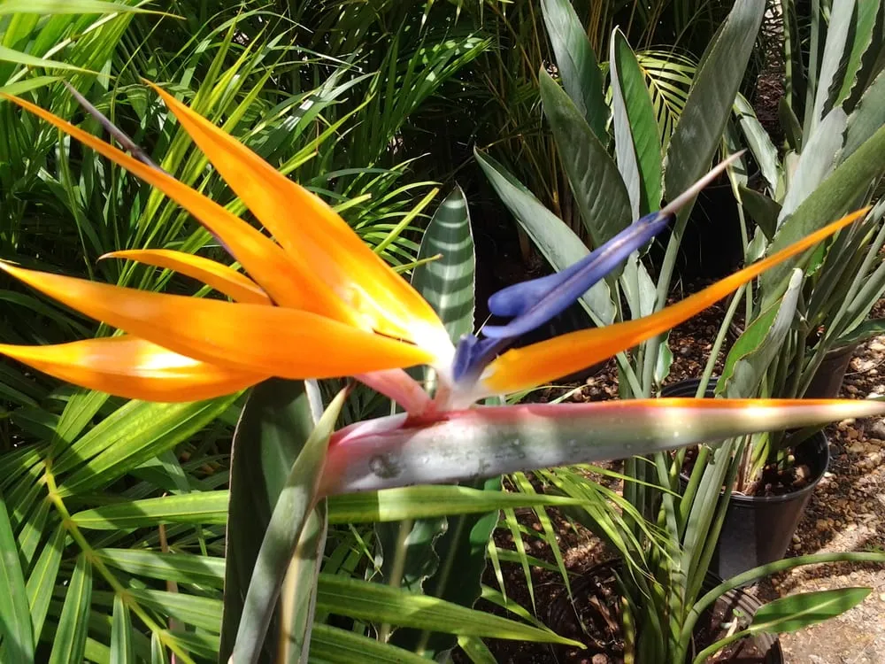 Reliable yard maintenance in Kapolei, HI - Kapolei Greenz