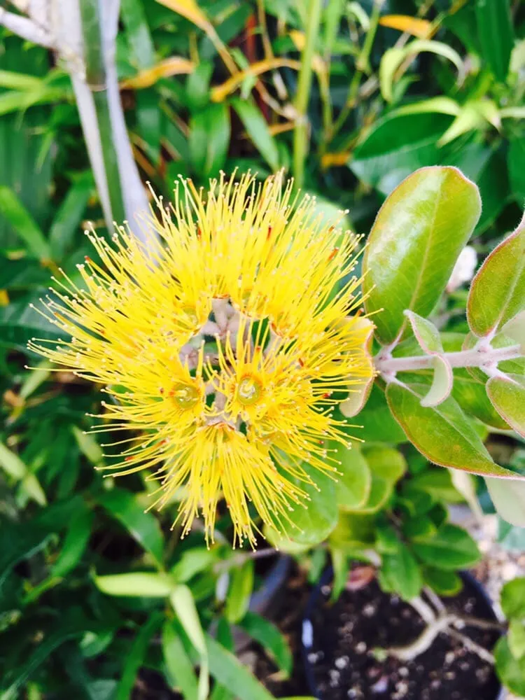 Trusted lawn care service in Kapolei, HI - Kapolei Greenz