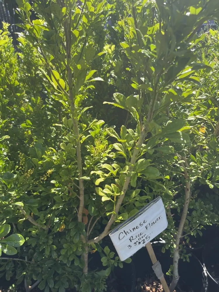 Local residential landscaping for outdoor upgrades in Kapolei, HI by Kapolei Greenz