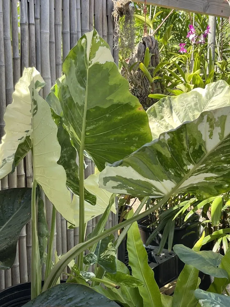 Expert garden landscaping in Kapolei, HI by Kapolei Greenz