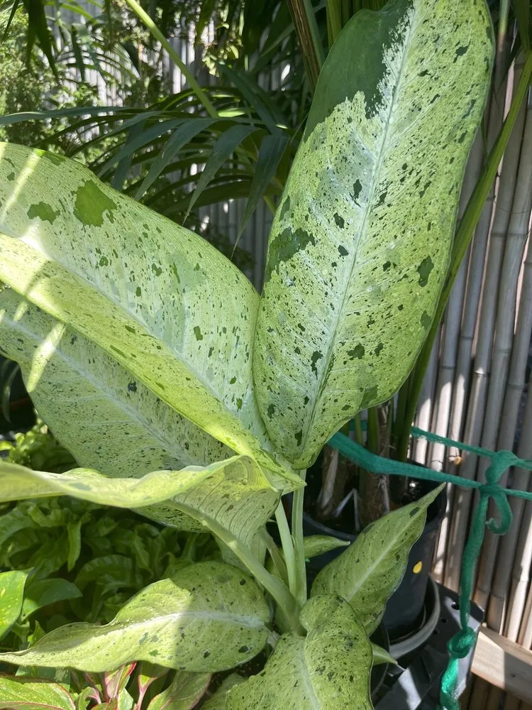 Trusted lawn mowing service in Kapolei, HI by Kapolei Greenz