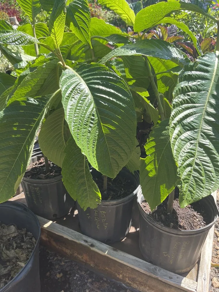 Expert lawn care service in Kapolei, HI - Kapolei Greenz