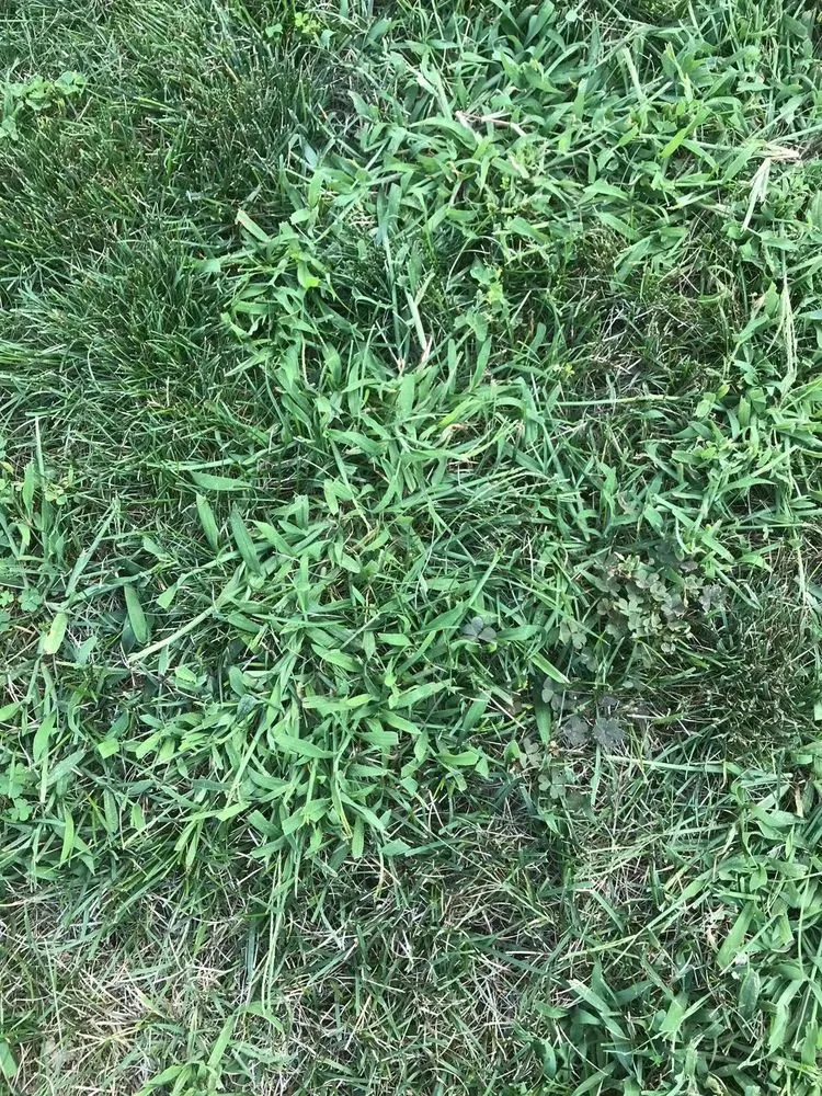 Top-rated outdoor landscaping experts serving Pittsburgh, PA - Kapp's Green Lawn