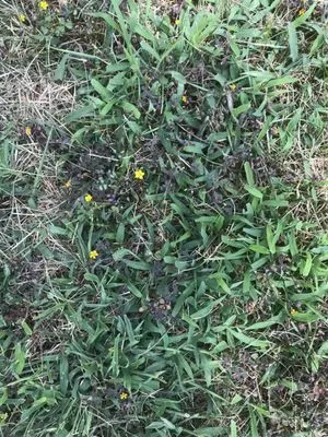 Kapp's Green Lawn Logo