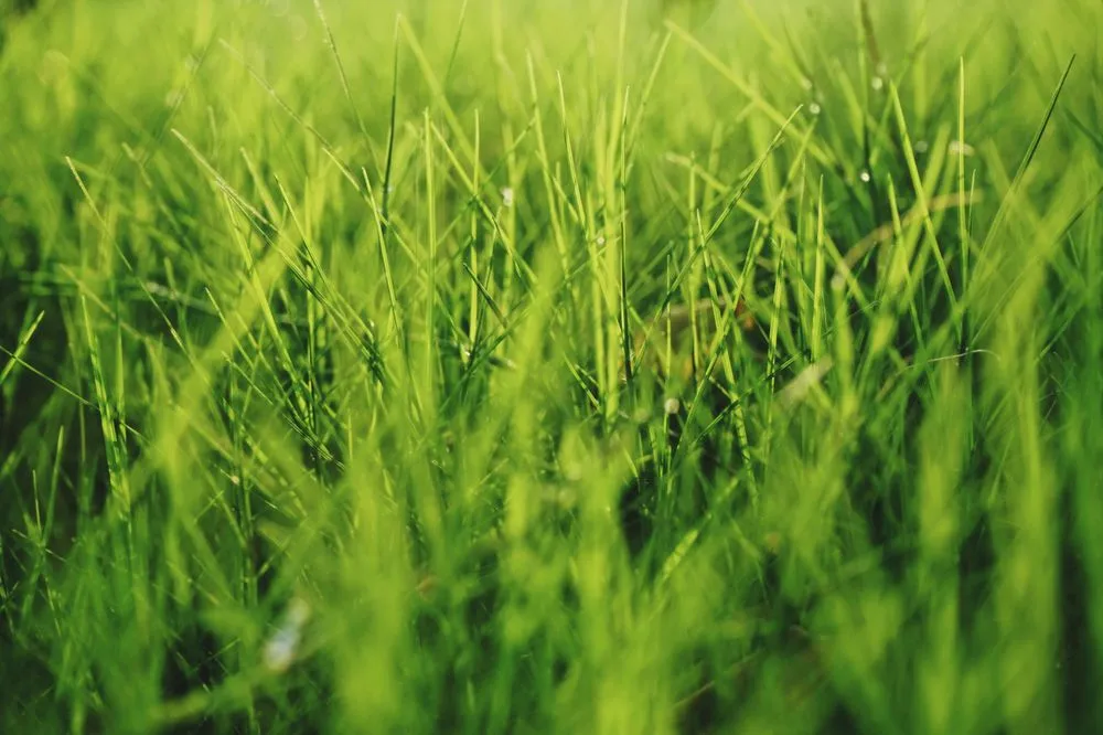 Affordable landscape design in St Louis, MO - Kapp's Green Lawn