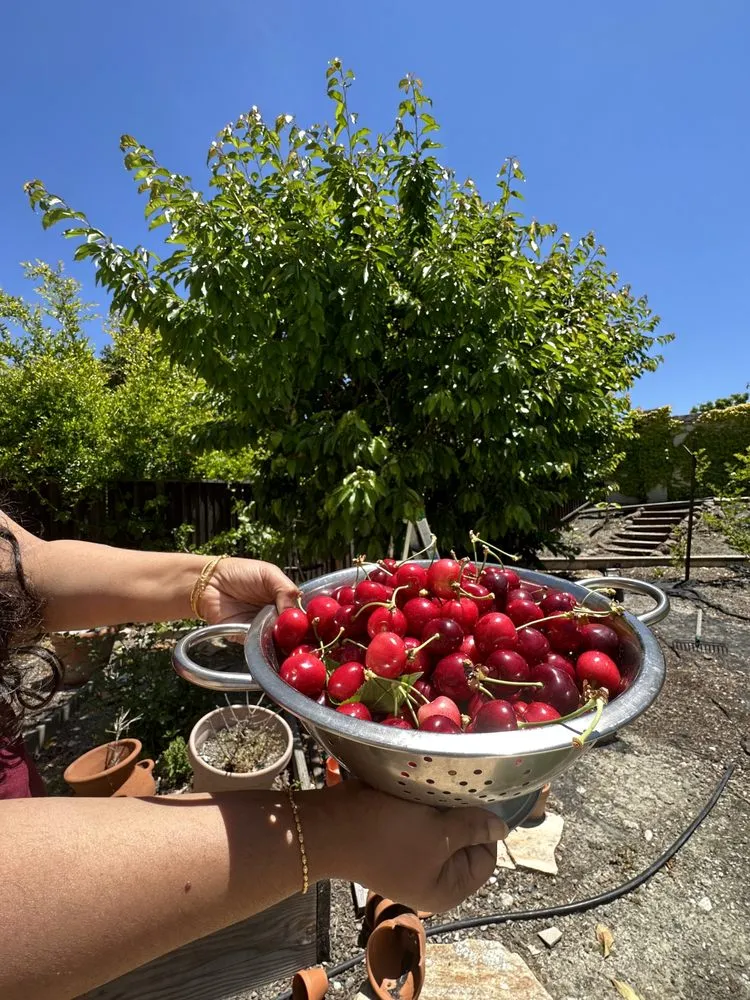 Affordable landscape installation in San Ramon, CA by Karman Landscaping