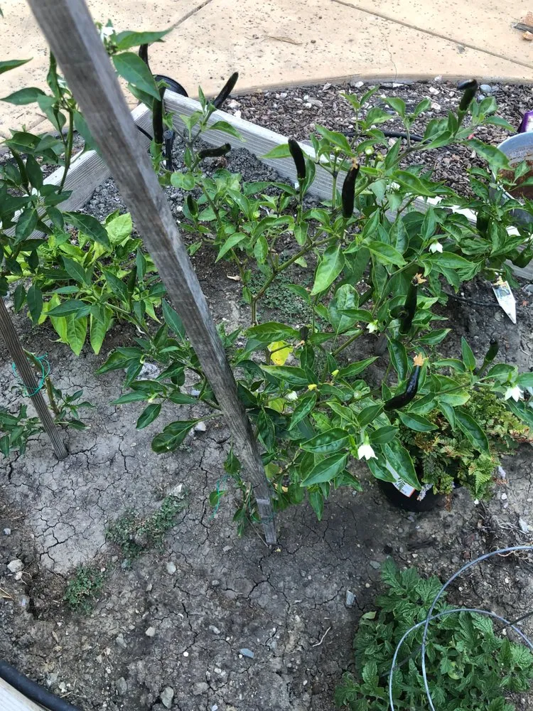 Reliable outdoor landscaping in San Ramon, CA - Karman Landscaping