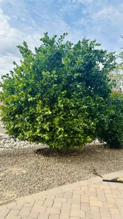 Trusted outdoor landscaping for year-round maintenance across Tucson, AZ - Karnak Landscaping