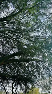 Trusted landscape installation for outdoor upgrades across Tucson, AZ - Karnak Landscaping