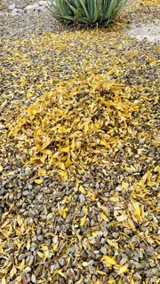 Local garden landscaping for homes in Tucson, AZ by Karnak Landscaping