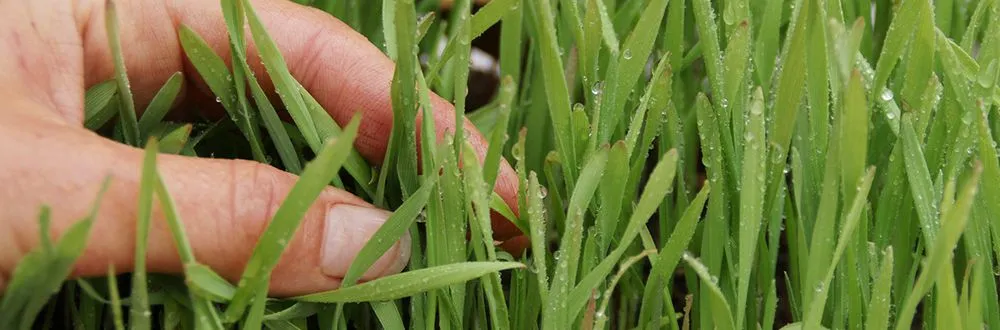 Top-rated residential landscaping for outdoor upgrades across Hicksville, NY - Kasique Landscaping