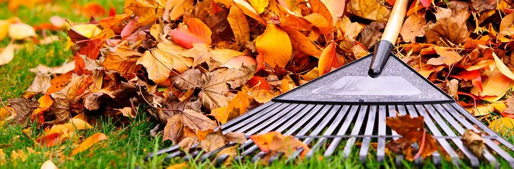 Expert yard cleanup service in Hicksville, NY by Kasique Landscaping