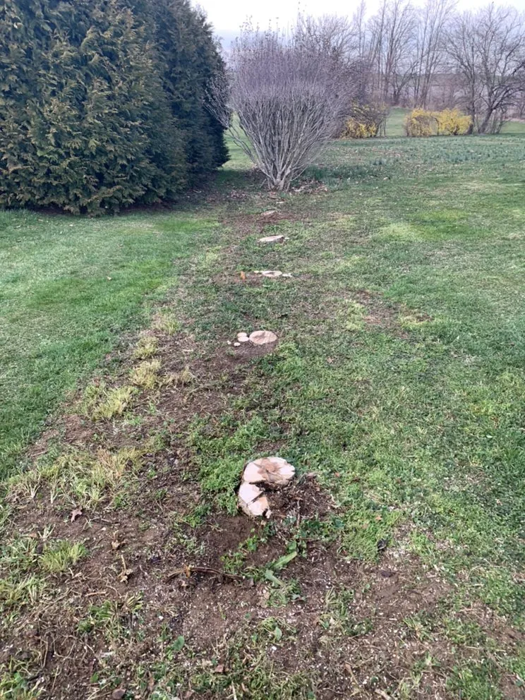 Top-rated yard cleanup service in Dillsburg, PA by Kathleen Mateer