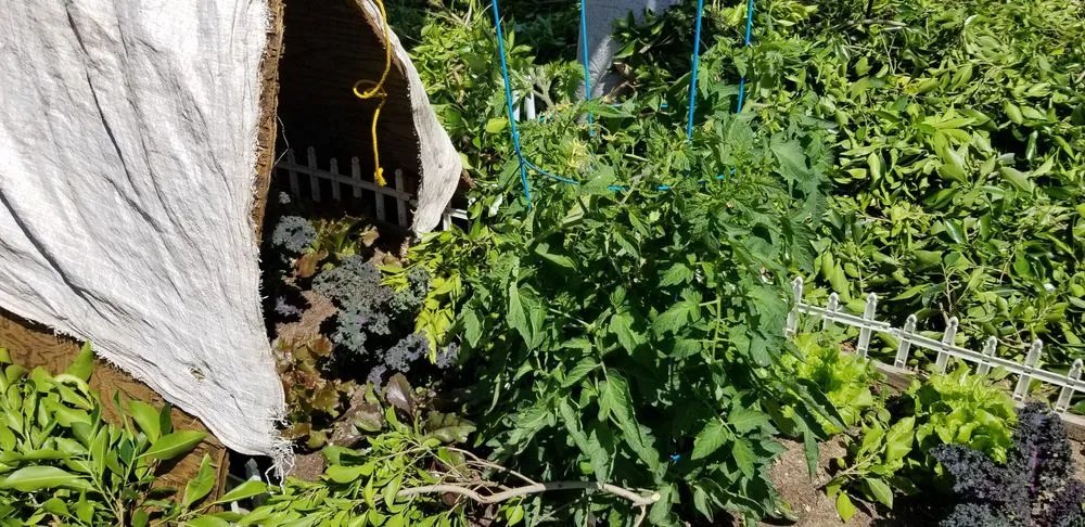 Custom lawn mowing service experts serving Fountain Valley, CA - Kato Construction & Landscape