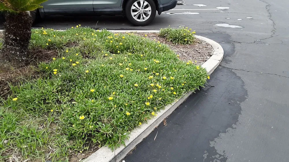 Local lawn mowing service in Fountain Valley, CA by Kato Construction & Landscape