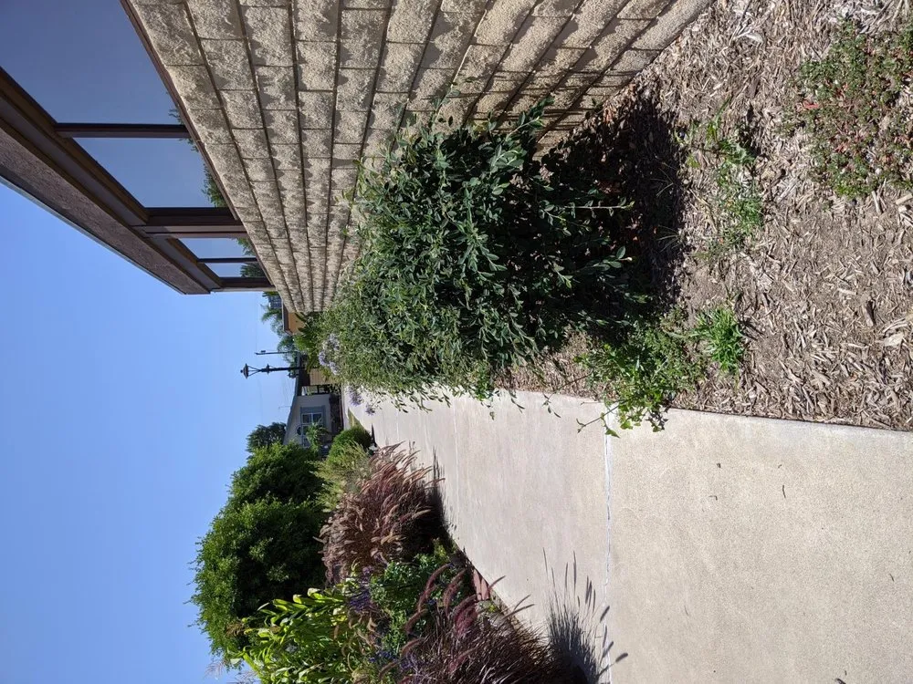 Trusted garden landscaping in Fountain Valley, CA - Kato Construction & Landscape