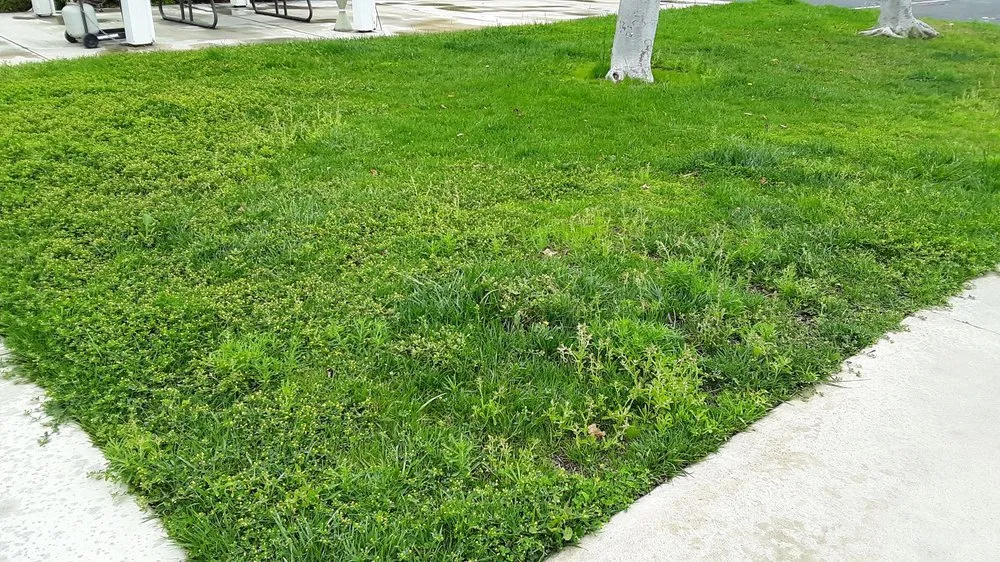 Custom landscaping services in Fountain Valley, CA - Kato Construction & Landscape