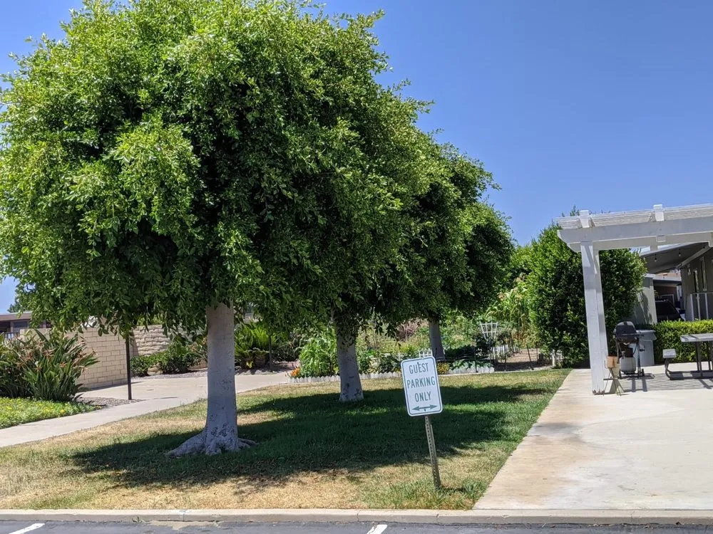 Trusted yard maintenance for year-round maintenance across Fountain Valley, CA - Kato Construction & Landscape