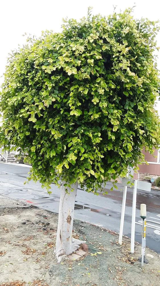 Affordable landscape design experts serving Fountain Valley, CA - Kato Construction & Landscape