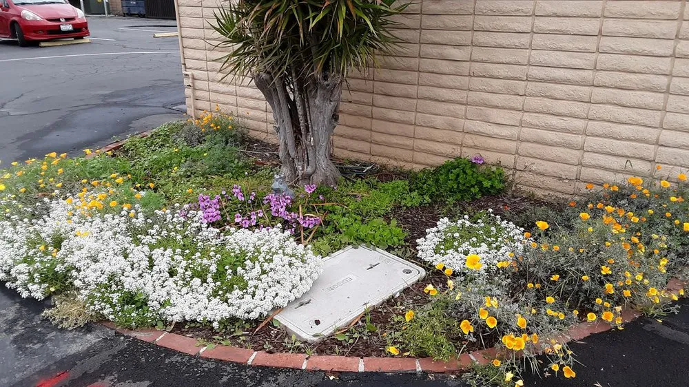 Reliable yard maintenance for homes across Fountain Valley, CA - Kato Construction & Landscape