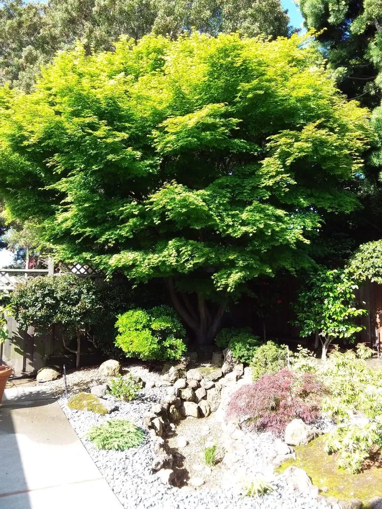 Professional outdoor landscaping in Berkeley, CA by Katsura Landscaping