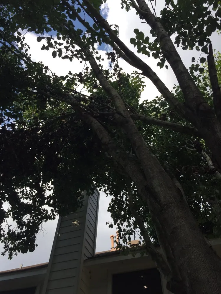 Custom landscape installation for homes in Katy, TX by Katy Landscaping