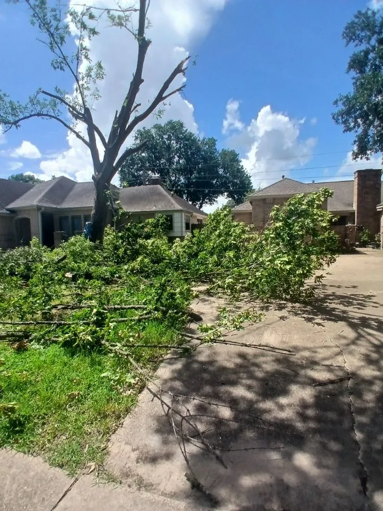 Reliable lawn care service in Katy, TX by Katy Lawn Pros