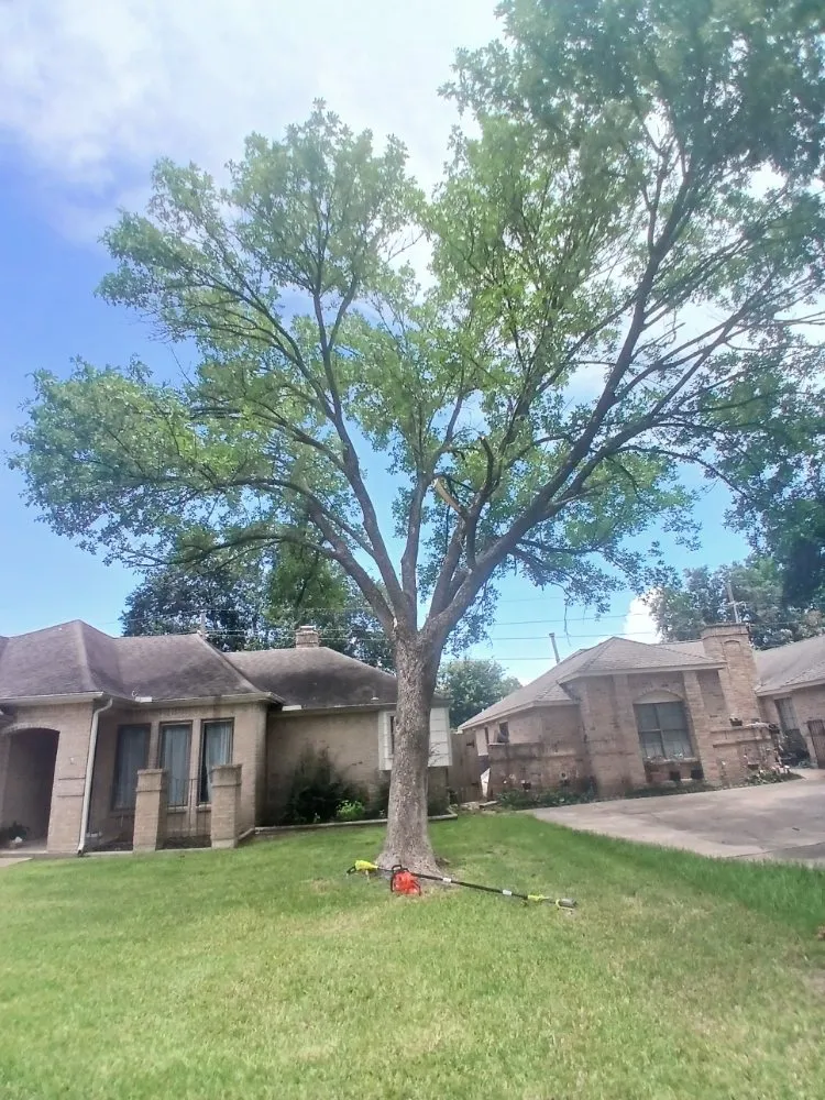 Reliable residential landscaping in Katy, TX by Katy Lawn Pros