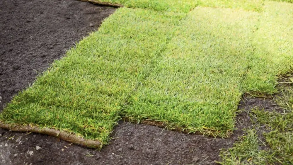 Local lawn care service experts serving Katy, TX - katystripes