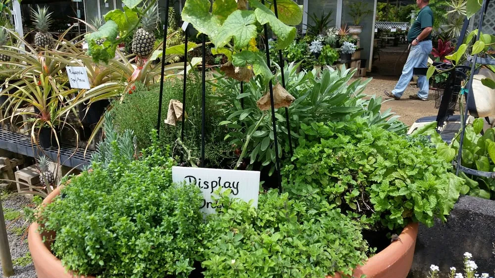 Professional residential landscaping near you across Lihue, HI - Kauai Nursery & Landscaping