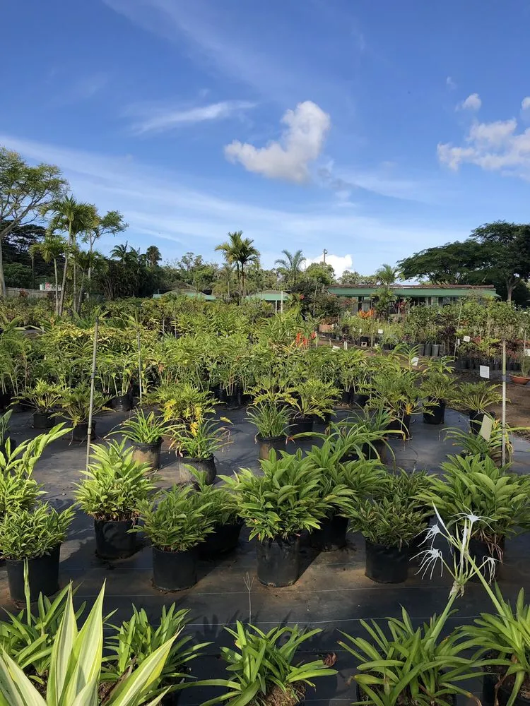 Affordable landscape design in Lihue, HI - Kauai Nursery & Landscaping