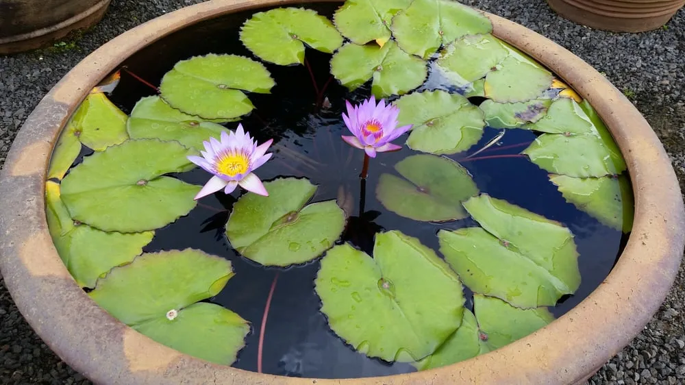 Trusted yard cleanup service experts serving Lihue, HI - Kauai Nursery & Landscaping