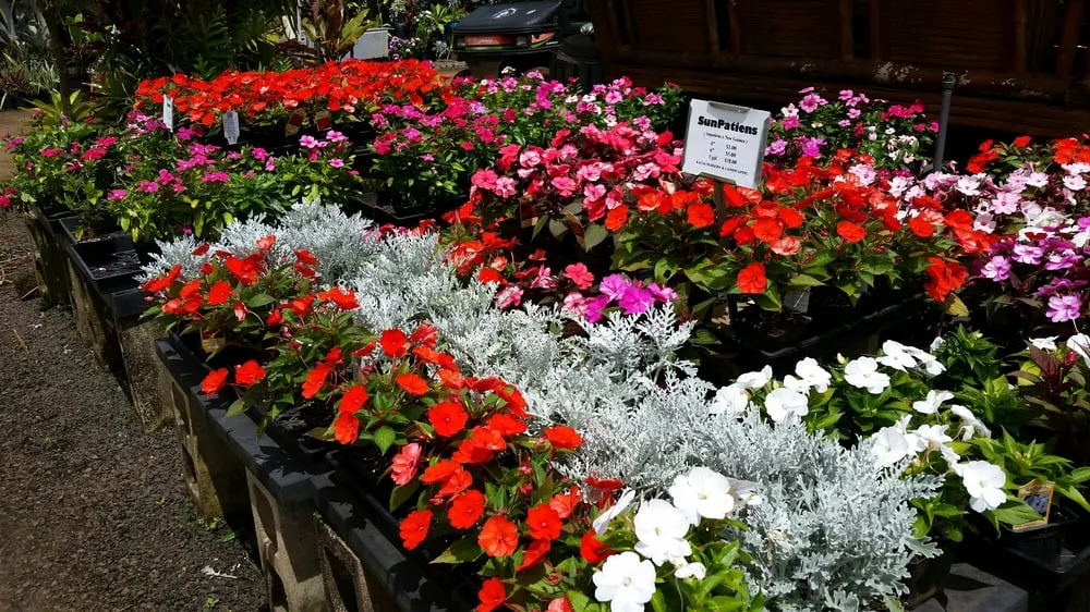 Professional lawn care service in Lihue, HI by Kauai Nursery & Landscaping