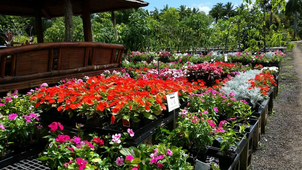Reliable outdoor landscaping in Lihue, HI - Kauai Nursery & Landscaping