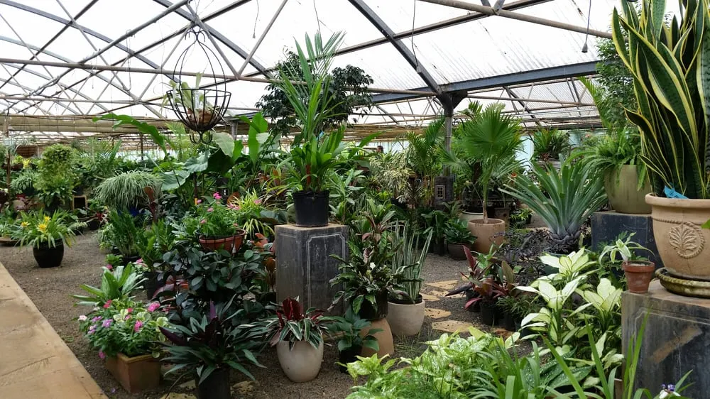 Trusted landscaping services for year-round maintenance across Lihue, HI - Kauai Nursery & Landscaping