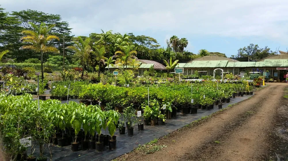Custom lawn care service with custom design across Lihue, HI - Kauai Nursery & Landscaping