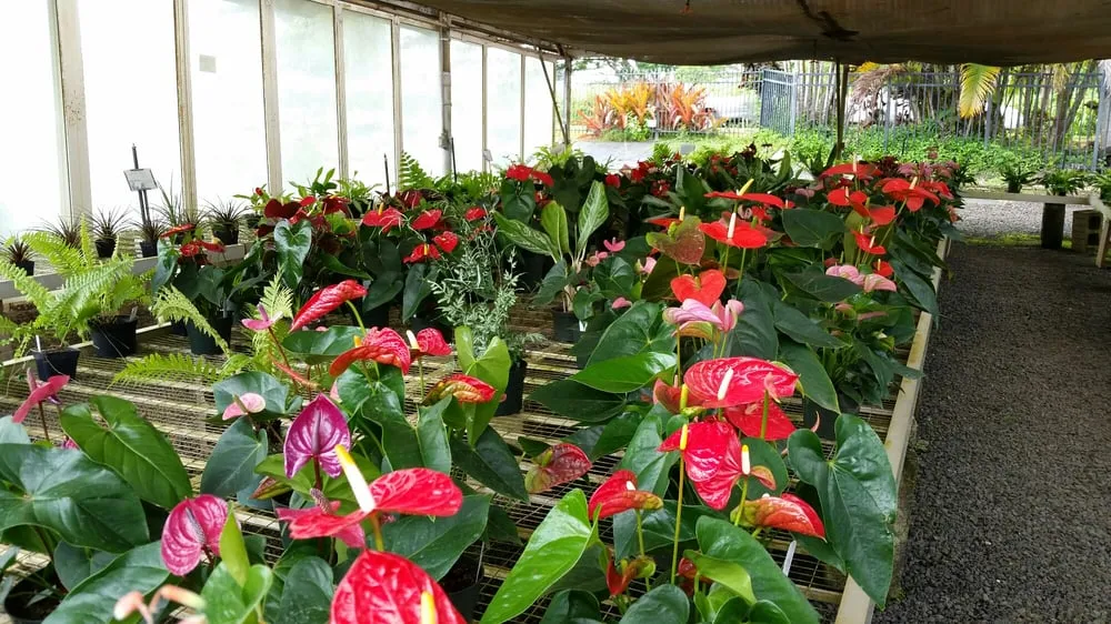 Custom landscape design in Lihue, HI - Kauai Nursery & Landscaping