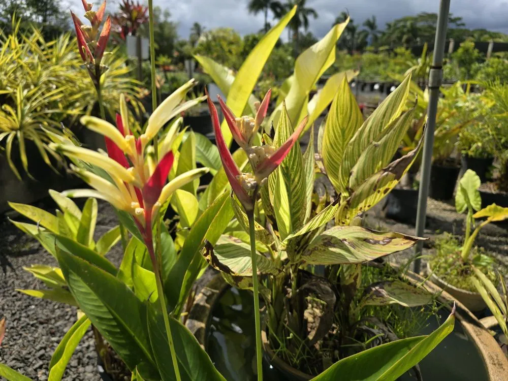 Reliable landscape design in Lihue, HI - Kauai Nursery & Landscaping
