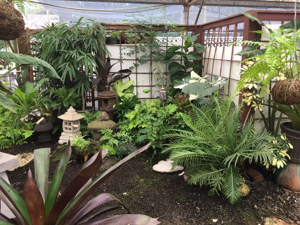 Top-rated lawn care service experts serving Lihue, HI - Kauai Nursery & Landscaping