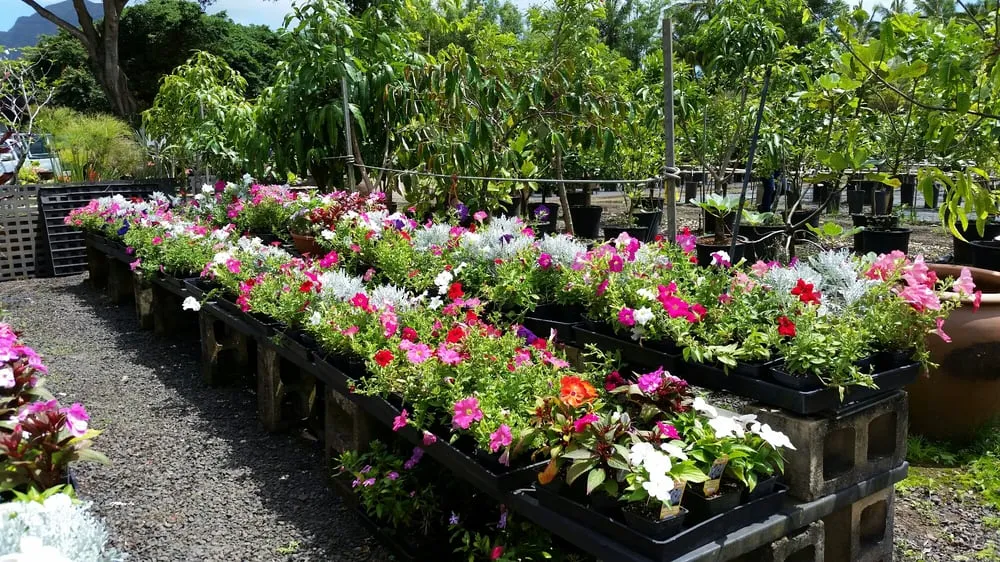 Reliable landscape design for outdoor upgrades across Lihue, HI - Kauai Nursery & Landscaping