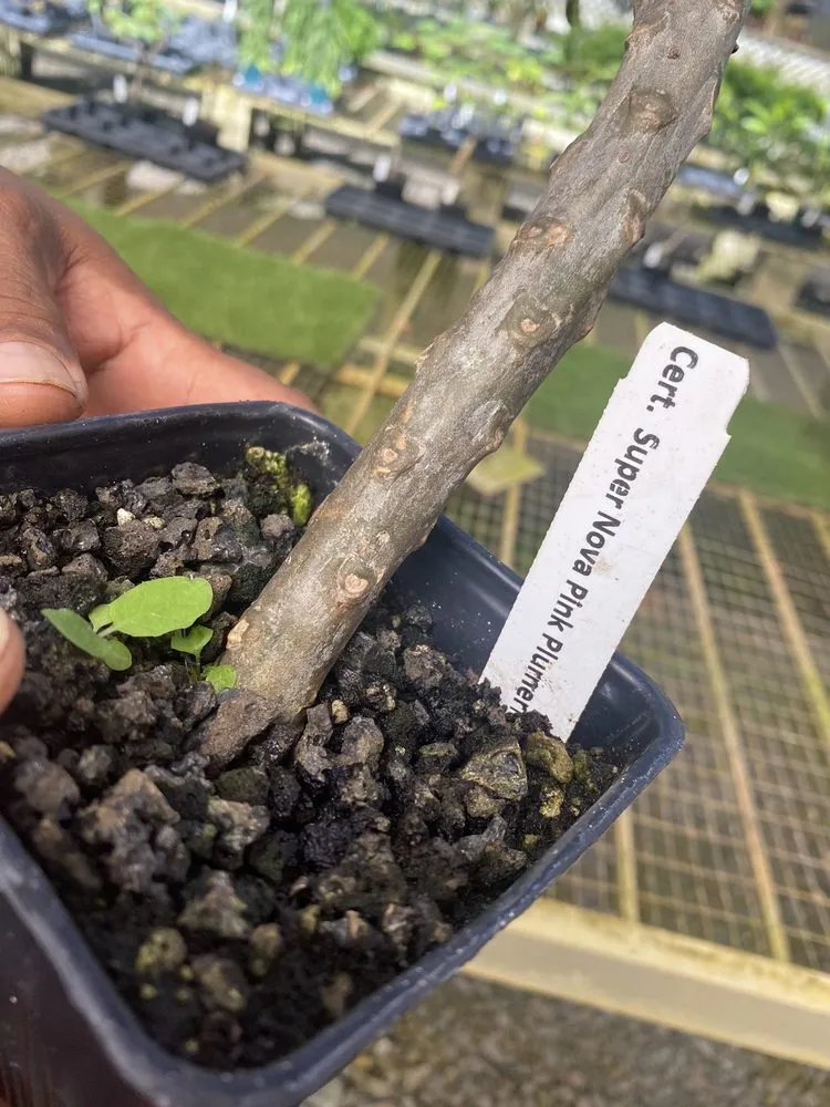 Reliable lawn mowing service for year-round maintenance in Lihue, HI by Kauai Nursery & Landscaping