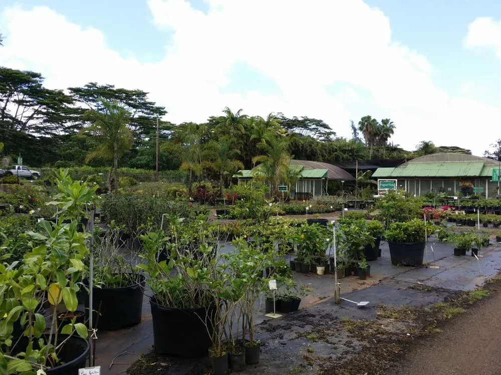 Affordable garden landscaping near you in Lihue, HI by Kauai Nursery & Landscaping