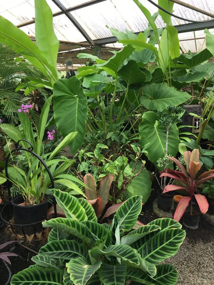 Affordable lawn care service for outdoor upgrades across Lihue, HI - Kauai Nursery & Landscaping