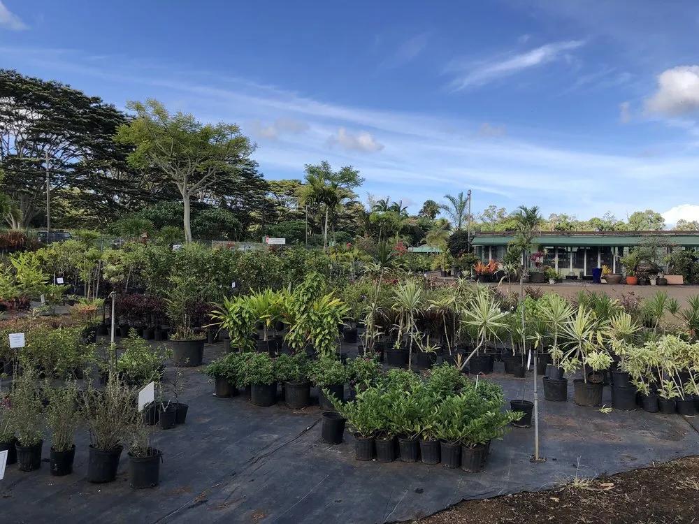 Top-rated lawn care service in Lihue, HI by Kauai Nursery & Landscaping