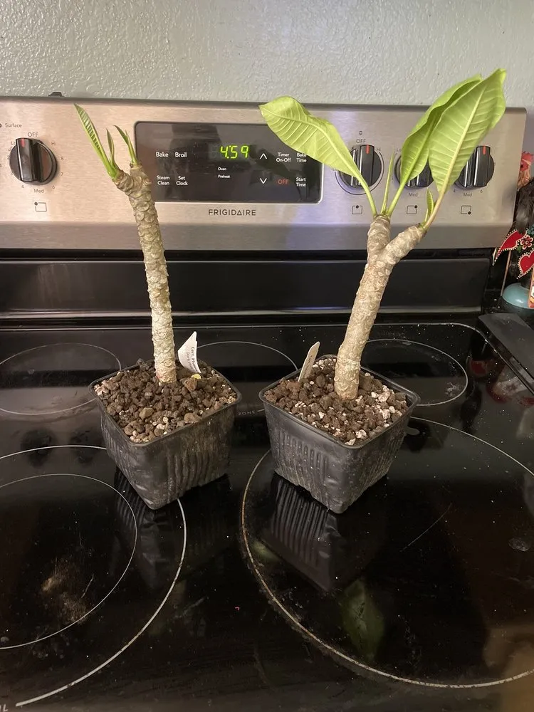 Reliable lawn mowing service in Lihue, HI by Kauai Nursery & Landscaping