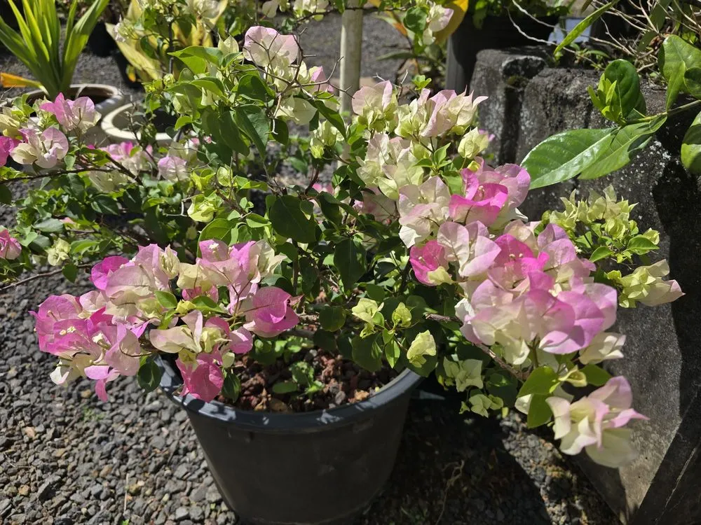 Custom landscape installation experts serving Lihue, HI - Kauai Nursery & Landscaping