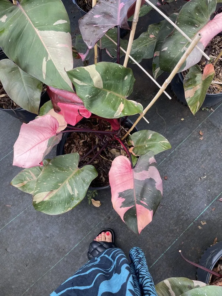 Custom lawn care service near you across Lihue, HI - Kauai Nursery & Landscaping