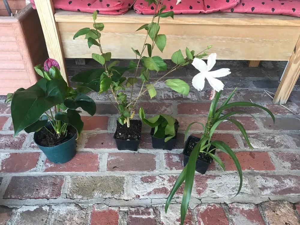 Local yard maintenance in Lihue, HI - Kauai Nursery & Landscaping