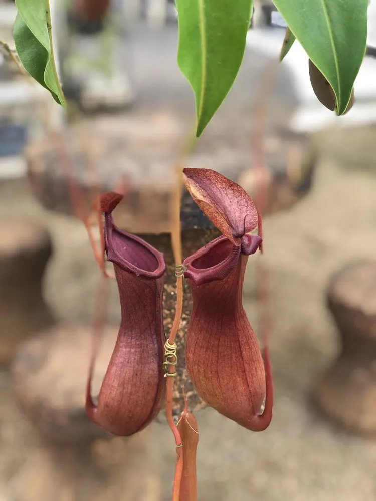 Trusted yard cleanup service in Lihue, HI by Kauai Nursery & Landscaping